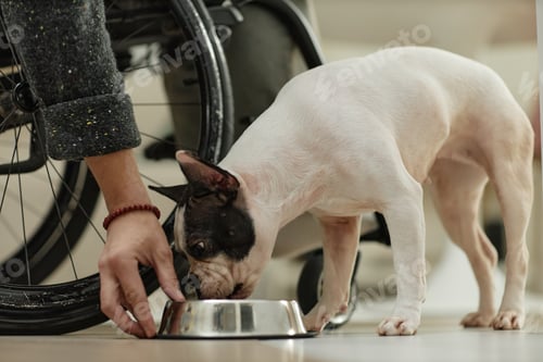Preview: Hungry French Bulldog Eating Dog Food from Bowl while Man in Wheelchair Feeding Pet in Kitchen