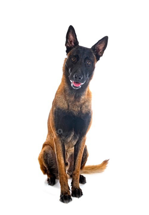 Preview: malinois in studio