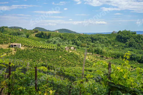 Preview: Vineyards along the Road of Prosecco e Conegliano Wines