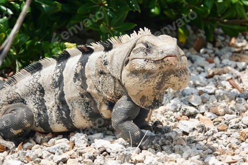 Preview: Black spiny-tailed iguana
