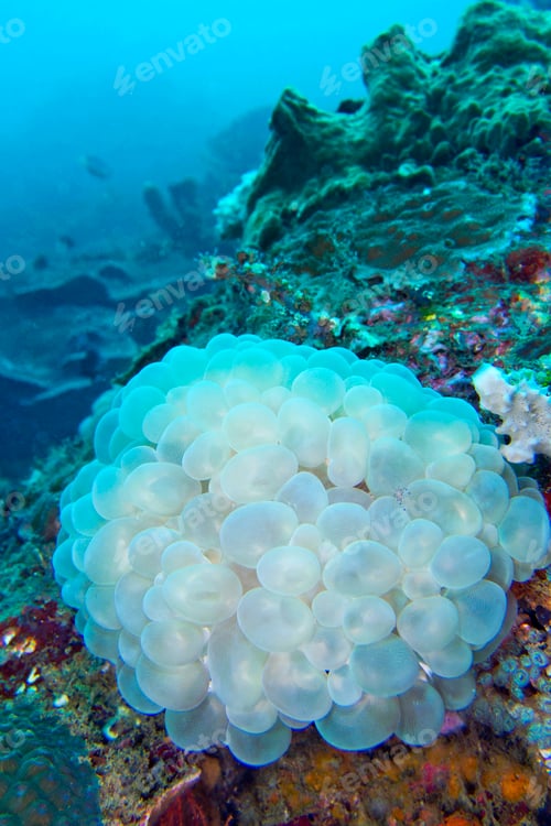 Preview: Bubble Coral, North Sulawesi, Indonesia