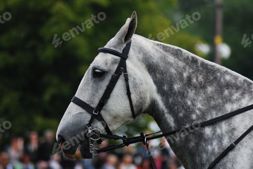 Preview: Closeup of a gray beautiful horse with a bridle