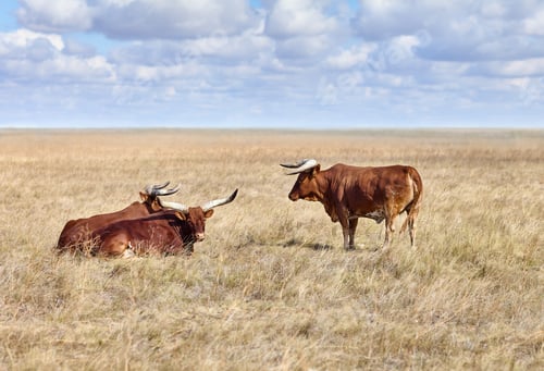 Preview: Ankole Watusi, modern American breed of domestic cattle, in grasslands of virgin steppes