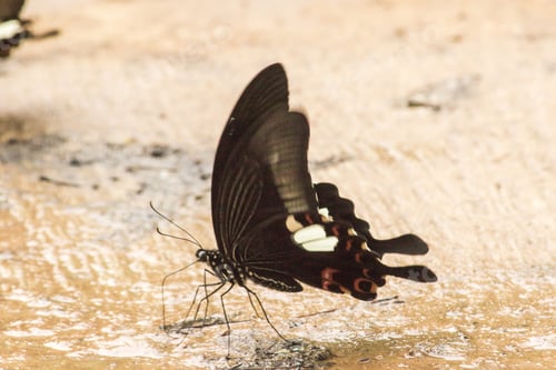 Preview: Papilio helenus helenus Red Helen on the ground
