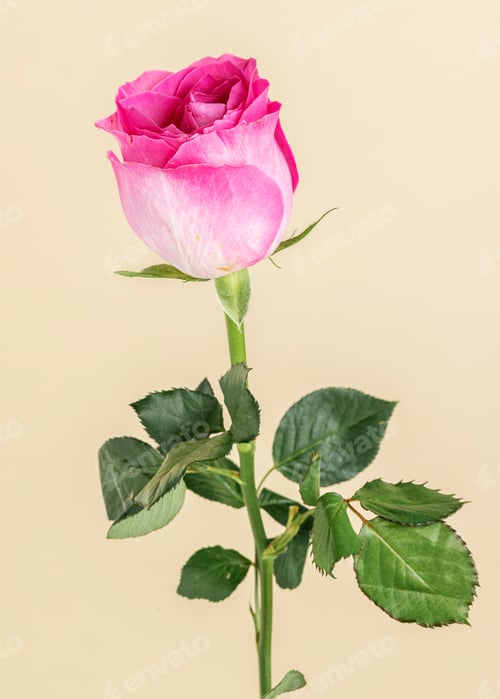 Preview: Blooming pink rose flower