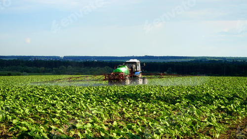 Preview: agricultural machine sprays herbicides large field of sunflowers on a sunny day