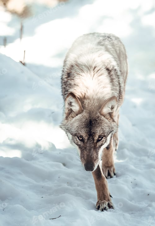 Preview: Wolf on hill near stones and snow