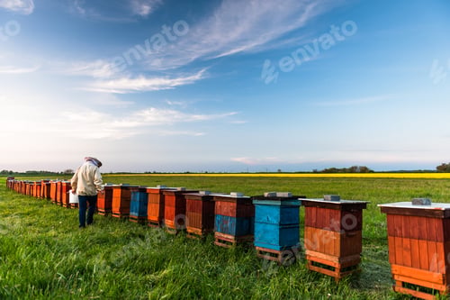 Preview: Beekeeper or Apiarist Working on Beehives Outdoor at Meadow