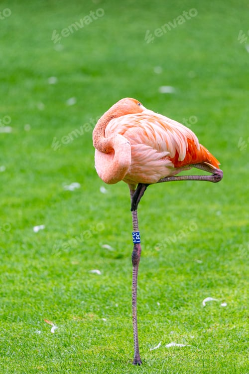 Preview: Flamingo Phoenicopterus in sleeping position