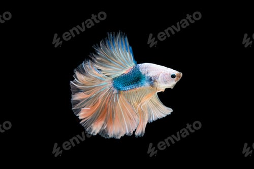 Preview: Beautiful colorful of siamese betta fish