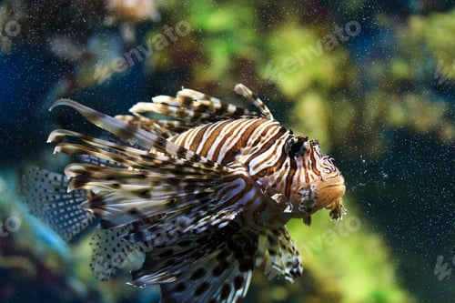 Vorschau: Rotfeuerfisch (Pterois mombasae)