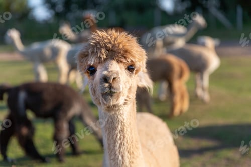 Preview: Alpaca on the farm