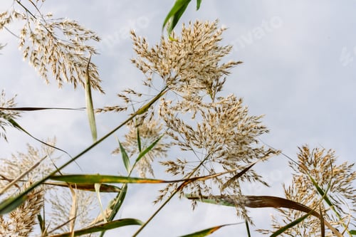 Preview: Low Angle Shot of Wild Reeds Against Sky
