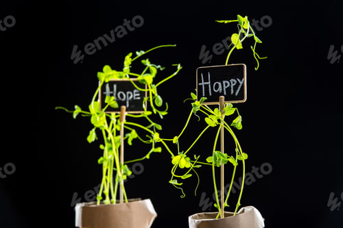 Preview: Close-up view of fresh green plants with happy and hope signs isolated on black, garden scene