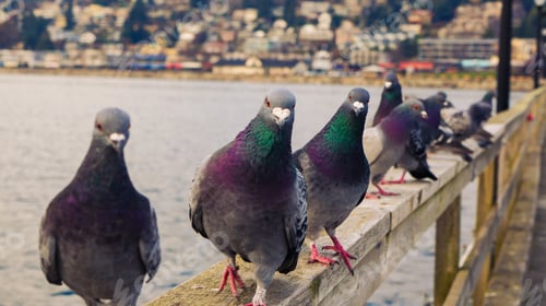 Preview: Pigeons