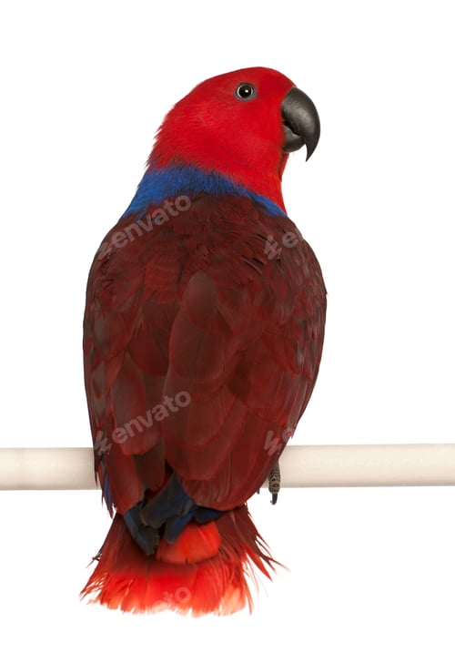 Preview: Female Eclectus Parrot, Eclectus roratus, in front of white background