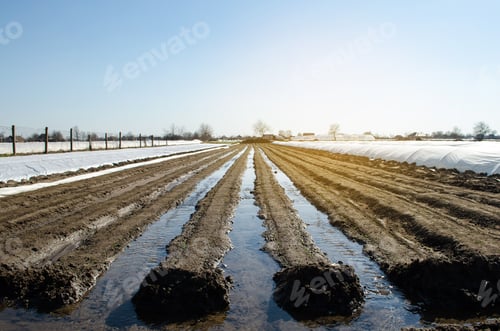 Preview: Irrigation rows of carrot plantations.
