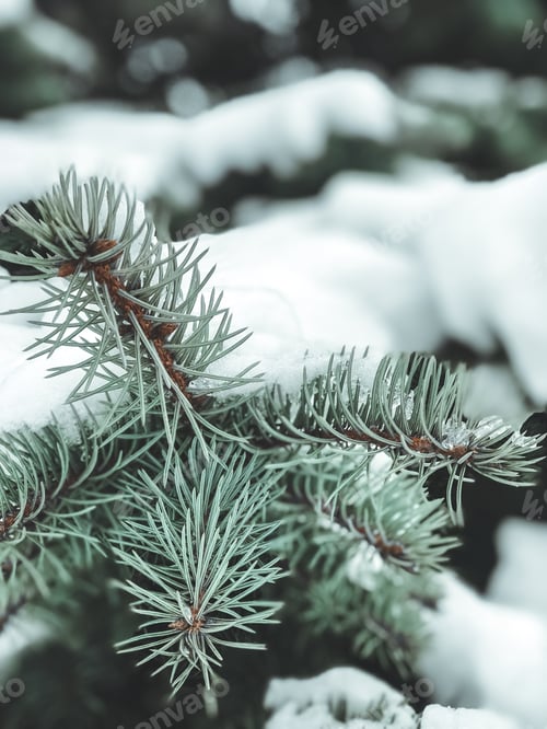 Preview: Pine branch tree under snow