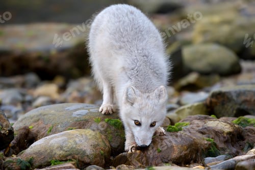Preview: Arctic fox on a rocky mountain at the Norwegian archipelago of Svalbard