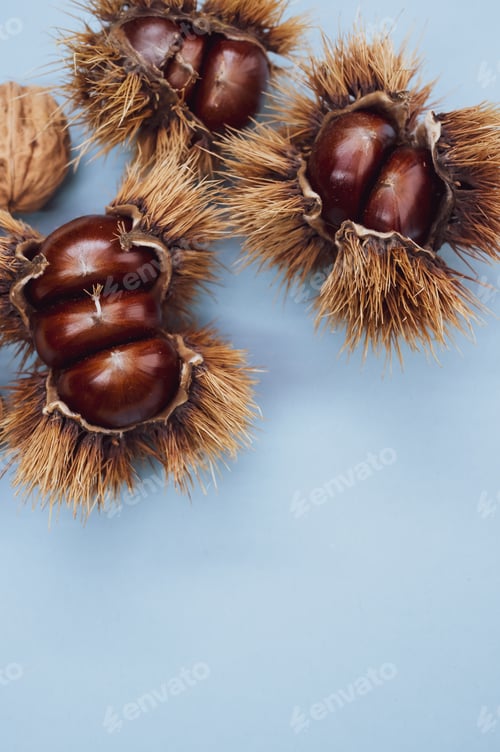 Preview: Vertical closeup shot of sweet chestnut in a shell and nuts on blue background