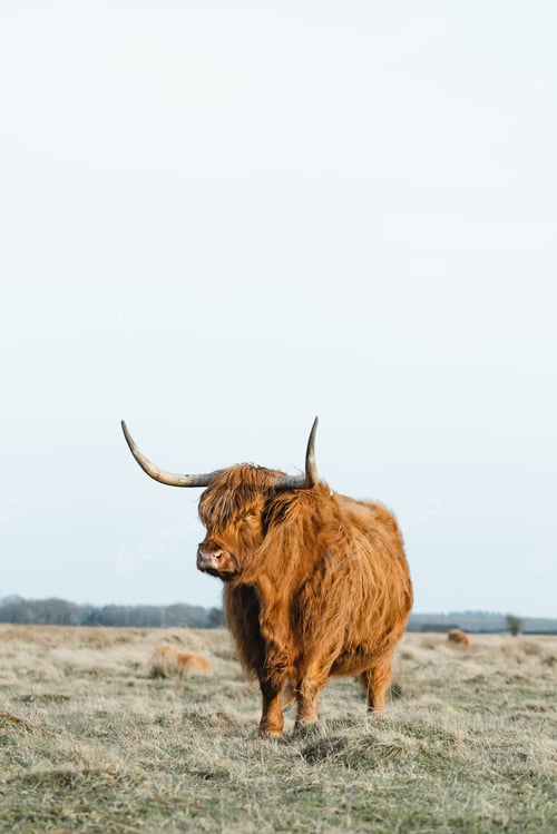 Preview: Scottish Higlander Calf Cattle on a field ecological farm
