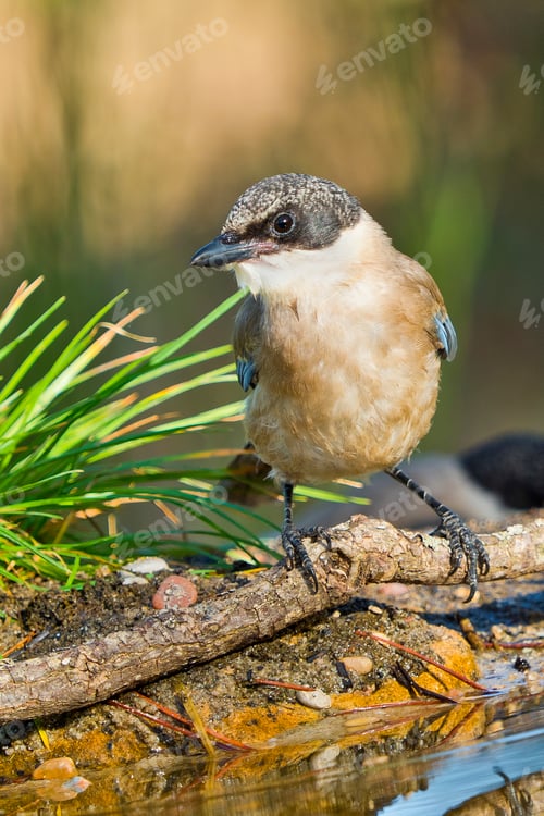 Preview: Azure-winged Magpie, Forest Pond, Mediterranean Forest, Spain