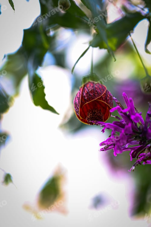 Preview: Colorful image of a purple flower next to a red abutilon surrounded by green plants and bly sky