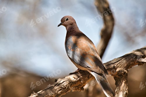Preview: Dove perched on a branch