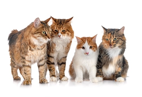 Preview: Kurilian Bobtails in studio