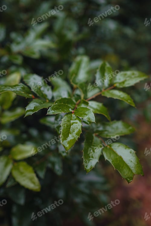 Preview: Close up image of orange autumn leaves at soft light.