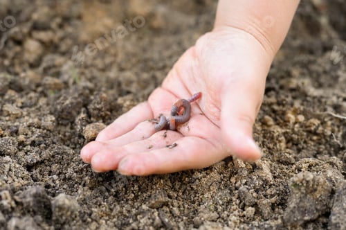 Preview: an earthworm in kid's hands on spring in the garden