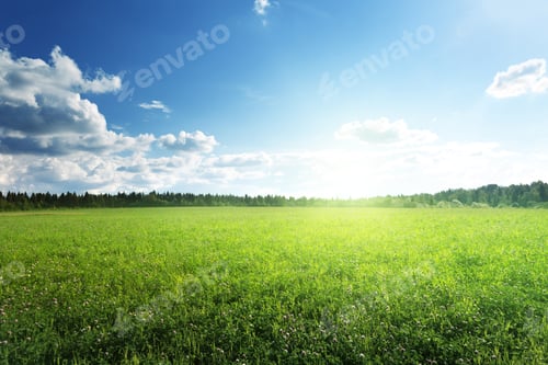 Preview: Field Of Grass And Perfect Sky