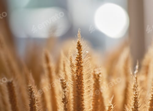 Preview: Close-up the ears of wheat