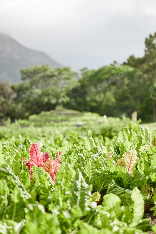 Preview: Sustainability, farm environment and plant agriculture in countryside with growth and nature backgr