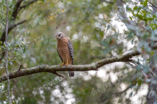 Preview: The red-shouldered hawk bird perching on a tree branch looking for prey to hunt in summer forest