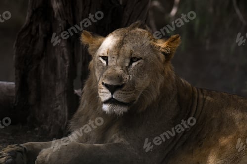 Preview: Lion resting in forest, gazing into the distance.