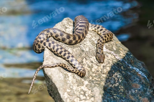 Preview: Beautiful water snake in natural habitat