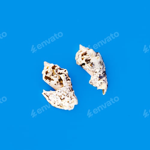 Preview: Seashells on Blue Background, Nautical Still Life