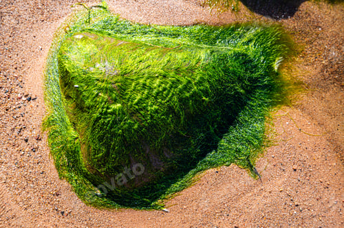 Preview: Green background of algae seaweed. Stone with bright seaweed closeup.
