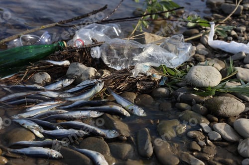 Preview: Dead fishes and trash near river. Environmental pollution concept