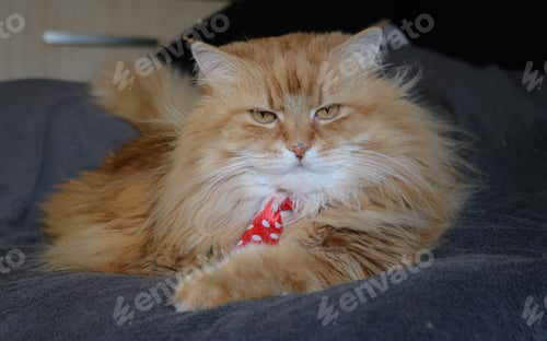 Preview: Ginger cat