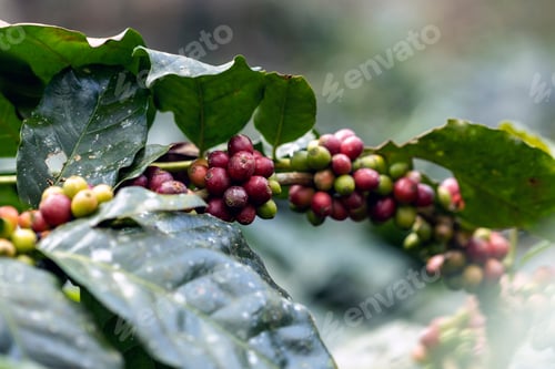 Preview: harvesting coffee berries by agriculture. Coffee beans ripening on the tree in North of Thailand