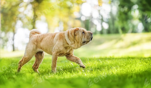 Preview: Portrait of shar pei purebred dog brown color walking on the grass