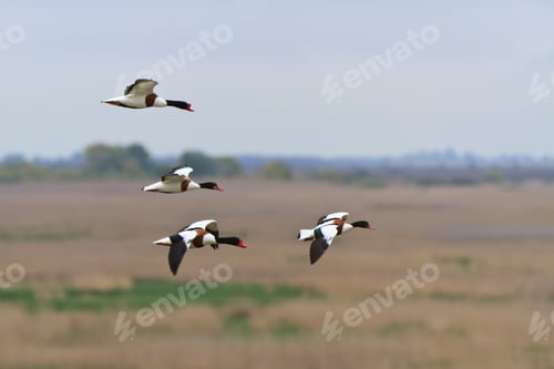 Preview: Common Shelduck Tadorna tadorna
