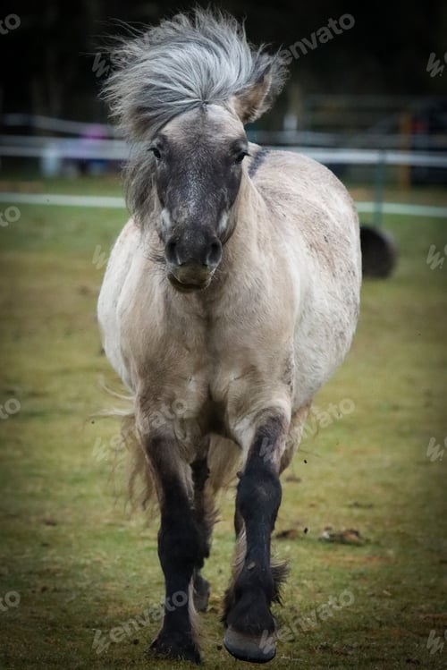 Preview: Highland pony running with his mane flowing
