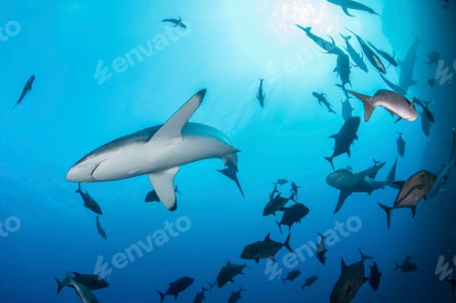 Preview: Sharks swimming in sea, Socorro, Baja California