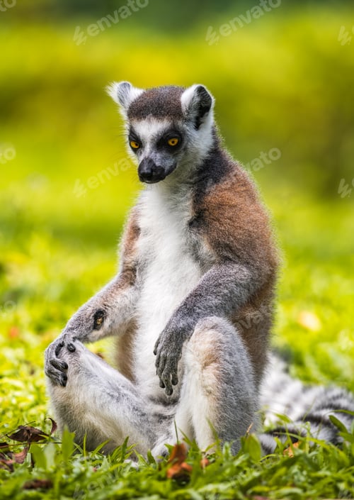 Preview: Ring-tailed lemur sitting on lush green grass portrait photograph. black and white ringed tail,