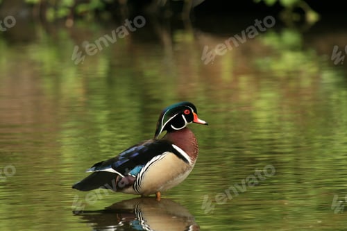 Preview: Wood Duck - Stanley Park, Vancouver