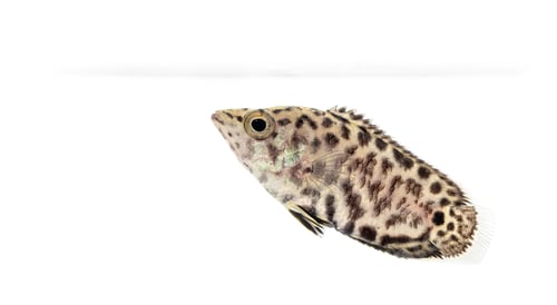 Preview: Side view of a Leopard bush fish, Ctenopoma acutirostre, isloated on white