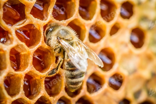 Preview: Bees in a beehive on honeycomb